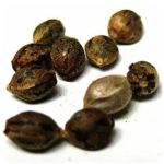 Семена марихуаны АК-47  (Seeds AK-47) в Вытегре